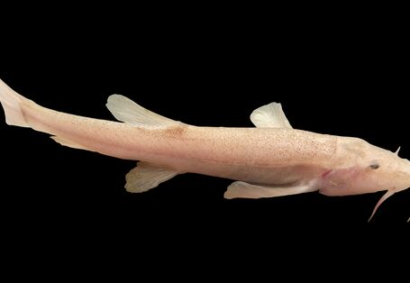 Eine Nahaufnahme eines Höhlenfisches im Grundwasser.