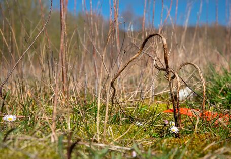 A picture with a lawn, daisies and plastic. This is the subject of mircoplastics in soils. 
