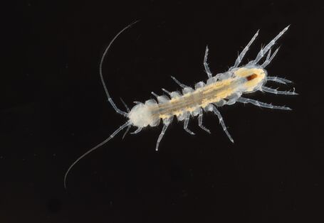 Eine Nahaufnahme einer Höhlenwasserassel im Grundwasser