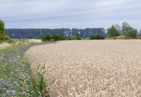 Das Bild zeigt einen Blühstreifen am Ackerrand mit Wildblumen neben einem Weizenfeld