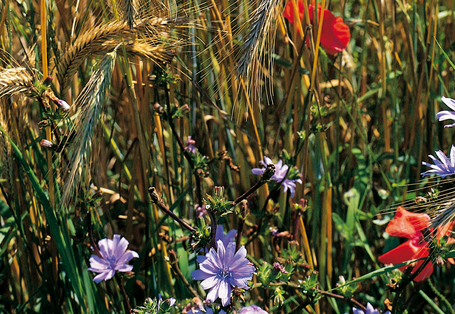 Wilde Blumen blühen am Rande eines Getreidefelds