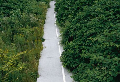 Eine asphaltierter Weg wird von einem Gebüsch überwuchert
