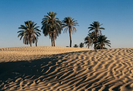 Mehrere Palmen stehen in der Wüste