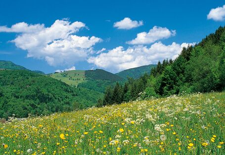 Hilly terrain with fields and forests 