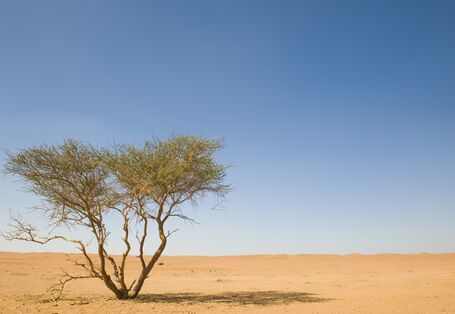 Wüste mit blauem Himmel, im Vordergrund steht ein Strauch