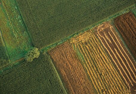 Luftaufnahme von bewirtschafteten Feldern in grün braun und gelb