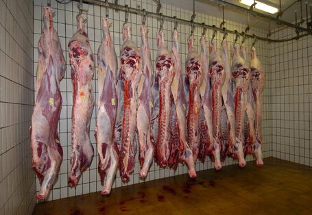 Rinderhälften hängen an Haken in einem Schlachthaus