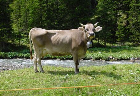 Milchkuh in den Alpen