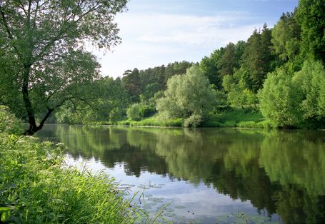 Ein idylisches Flussufer mit vielen grünen Bäumen, die sich im Wasser spiegeln