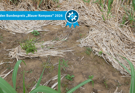 Starkregen im Mai 2024 (60 L innerhalb 1 Stunde), frisch austreibender Miscanthus stoppt trotzdem den Oberflächenabfluss hangabwärts