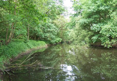 Mit Bäumen bestandenes Gewässer