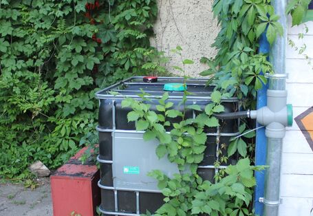 Ein viereckiger schwarzer Wasserbehälter steht vor einer Häuserwand, umrankt von Grünplfanzen neben einem Fallrohr. Der Tank ist über ein Schlauch mit dem Fallrohr verbunden.