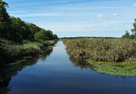 Fotografie eines Flusses, der rechts und links stark bewachsen ist. Einige Seerosenblätter schwimmen auf dem Wasser.