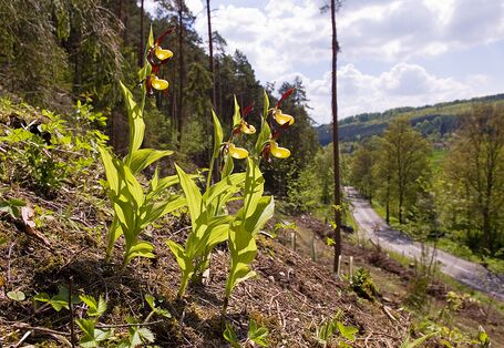 Gelbe Blume Frauenschuh an einem Hang am Waldrand.