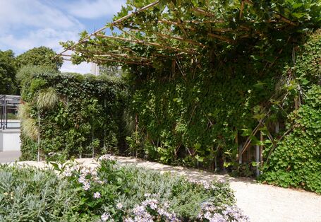 Ein mit Pflanzen überdachter Weg spendet Schatten bei Sonnenschein.