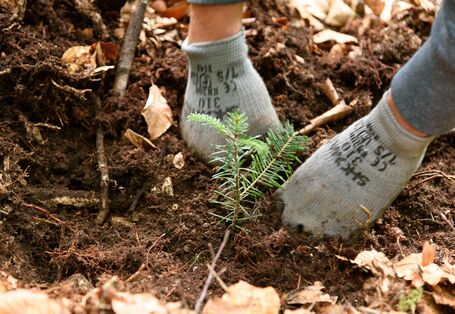 Detailaufnahme eines Waldbodens. In der Mitte des Bildes befindet sich der Setzling einer Weißtanne. Zwei Hände in Gartenhandschuhen drücken die Erde um den Setzling fest.