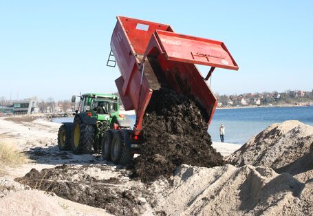 Ein roter Lastenanhänger kippt Treibsel an einem Küstensaum ab. Der Treibsel wird für den Dünenbau verwendet. Im Hintergrund sieht man das Panorama der Stadt Eckernförde. Ein Mann in heller Jacke schaut dem Geschehen zu.