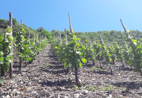 Weinbau in der Moselregion