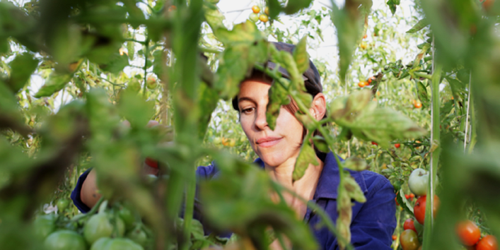 junge Frau hinter Tomatenpflanzen mit Früchten