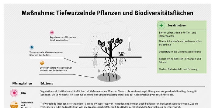 Infografik zur Maßnahme Tiefwurzelnde Pflanzen und Biodiversitätsflächen: Tiefwurzelnde Vegetation verbessert die Wasserspeicherung im Boden, kühlt durch Verdunstung das Mikroklima, erhöht die Resilienz gegenüber Trockenheit und Starkregen und stärkt zugleich Biodiversität sowie Kohlenstoffbindung.