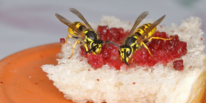 Wespen auf einem Marmeladenbrot