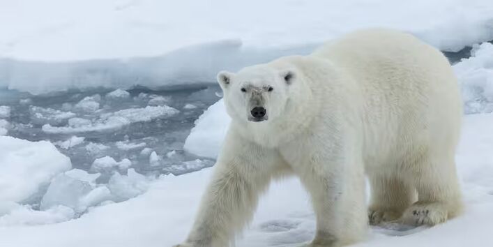 polar bear