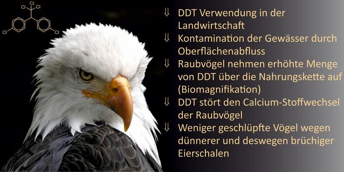 Ereigniskette zur Entwicklung eines durch DDT-Verwendung verursachten Populationsrückganges der Weißkopfseeadler