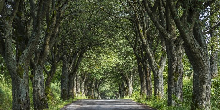 Bild mit Blättern oder Bäumen