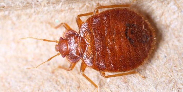 Stark vergrößerte Aufnahme einer Bettwanze