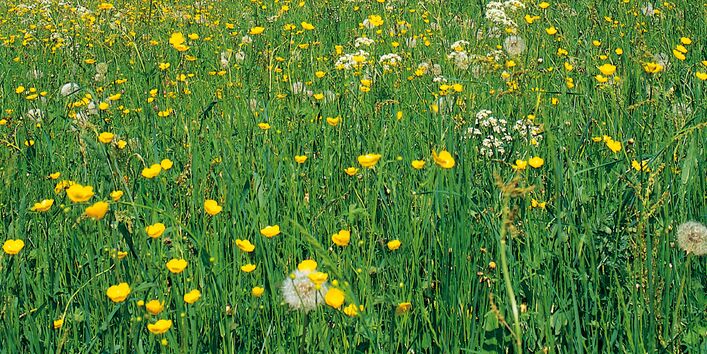 Löwenzahnwiese mit gelben Blüten und einigen Pusteblumen