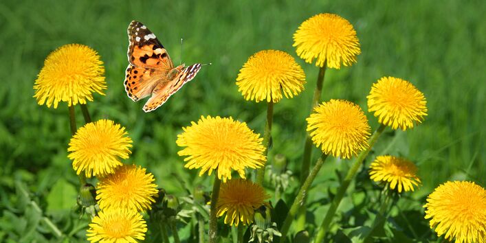 Blühender Löwenzahn