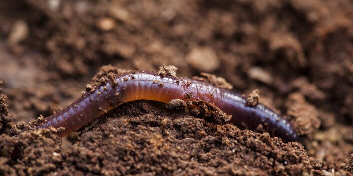 Regenwurm in feuchtem Boden.
