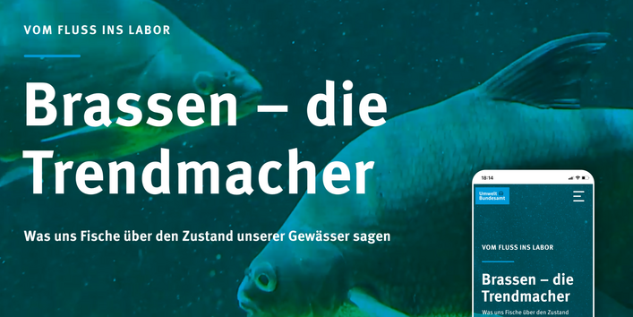 Die Umweltprobenbank sammelt und archiviert Brassen, um sie auf Schadstoffe zu untersuchen.