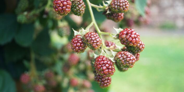Unreife Brombeeren am Strauch