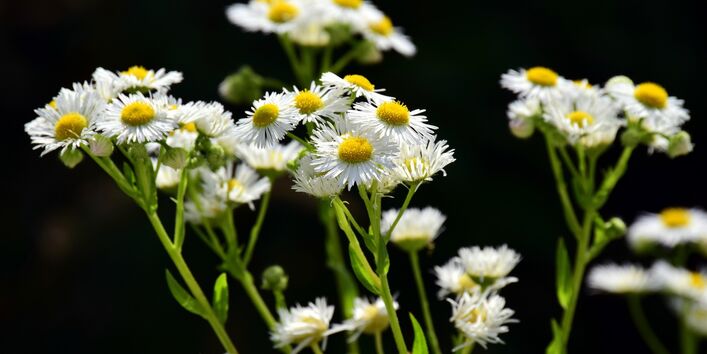 Pflanze mit weißen Blütenblättern
