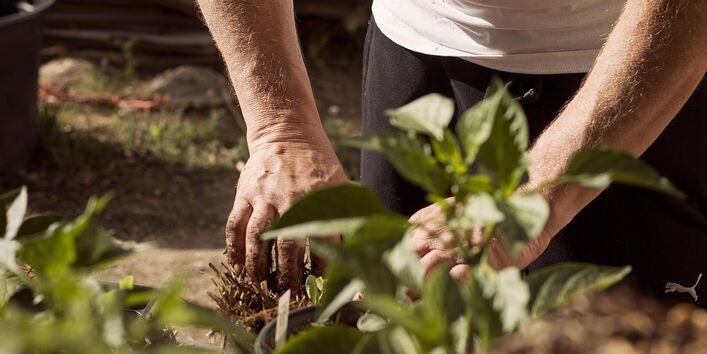 Mann pflanzt etwas ein mit seinen Händen
