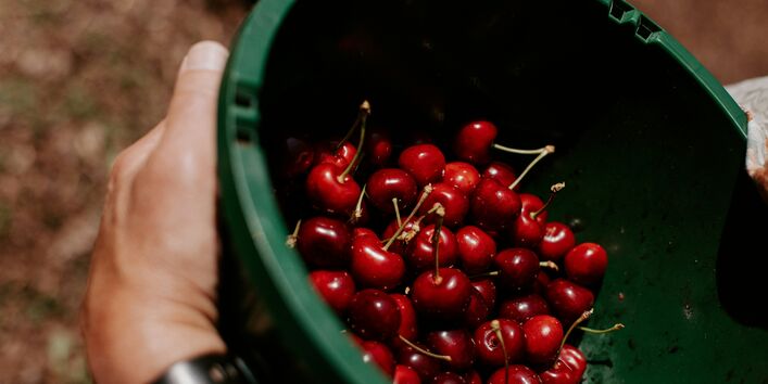 Eine Person, die einen grünen Eimer mit Kirschen hält