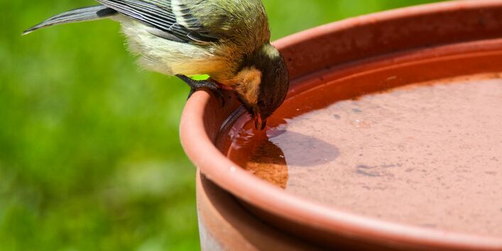 Vogel trinkt Wasser aus einer Schale