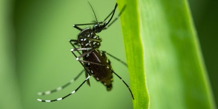asiatische Tigermücke an einem Blatt