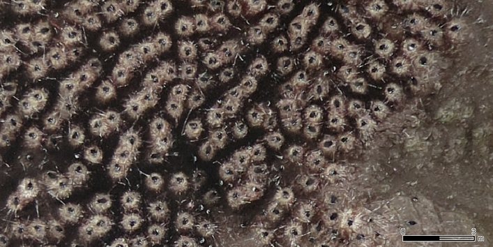 Drohenenbild von Pinguinnestern in der Antarktis