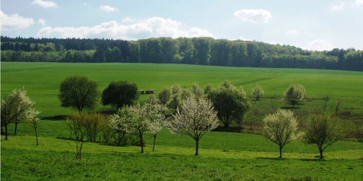 Foto des Quellgebietes des Schwingbachs