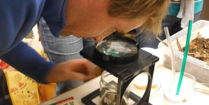 Viele Bodentiere lassen sich schon mit geringer Vergrößerung deutlich besser erkennen (Wenn man sie erstmal gefunden hat…)