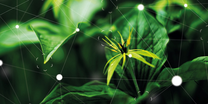 Bild von einer Pflanze