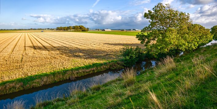Foto: Getreidefeld, das bis an die Uferkante eines sehr geradlinig verlaufenden Baches heranreicht.