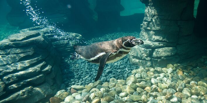 Johannes-Maria Schlorke/OZEANEUM Stralsund