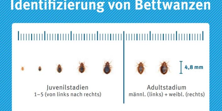 Bettwanzen in verschiedenen Entwicklungsstadien