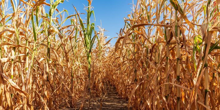 Ausgetrocknetes Maisfeld
