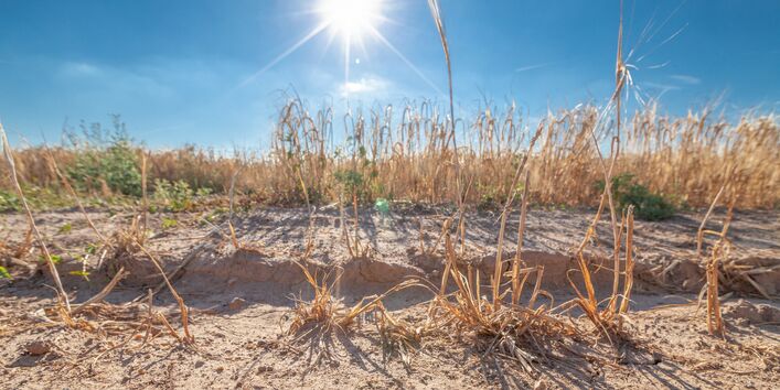 Ausgetrocknetes Feld