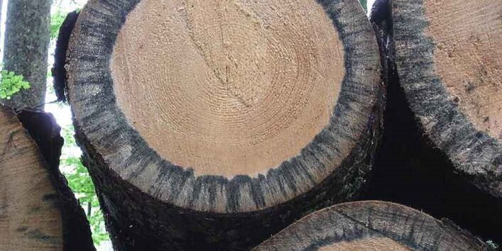 Bläuepilzbefall an gelagertem Nadelholz