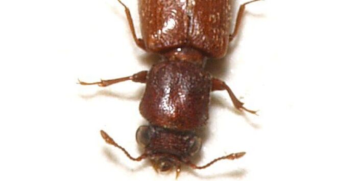 Brauner Splintholzkäfer vor weißem Hintergrund